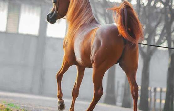 عکس اسب عرب مصری