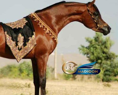عکس اسب عرب مصری