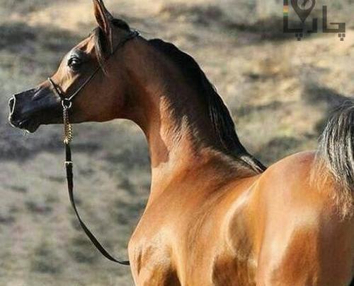 عکس اسب عرب مصری