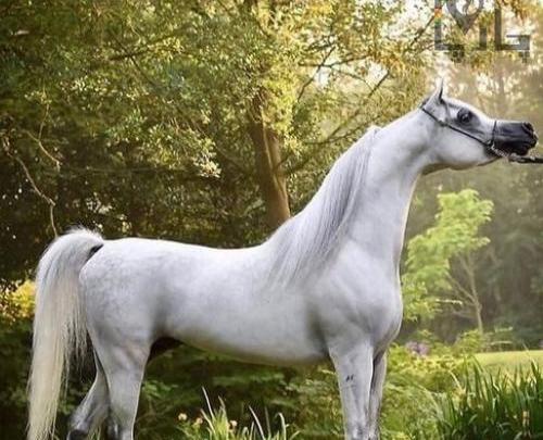 عکس اسب عرب مصری
