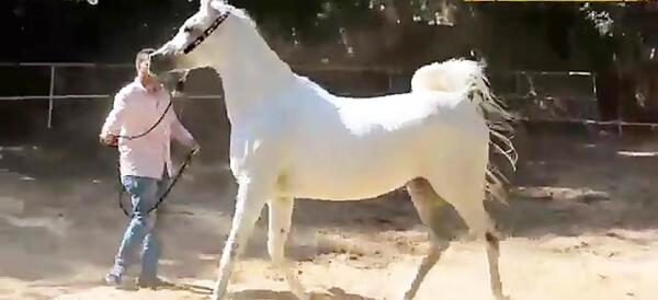 عکس اسب عرب مصری
