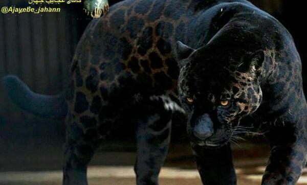 عکس پلنگ خال خالی