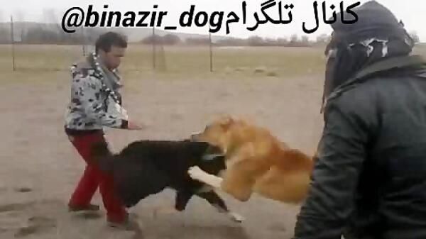 عکس پلنگ علی پورحاتم