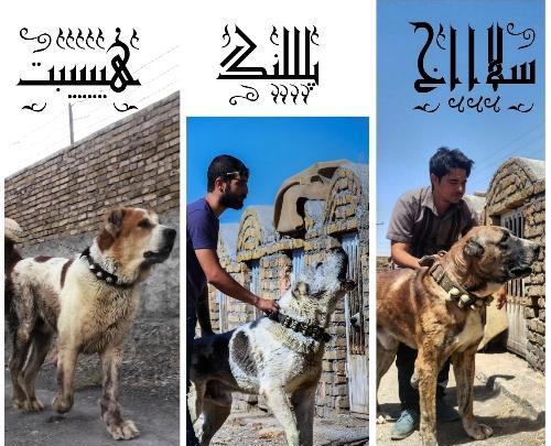 عکس پلنگ علی پورحاتم