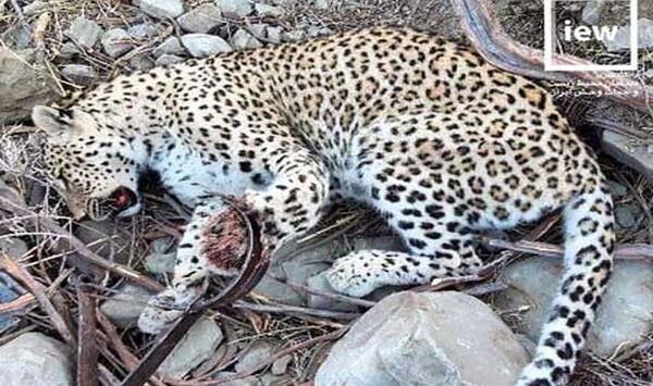 عکس پلنگ کجاست