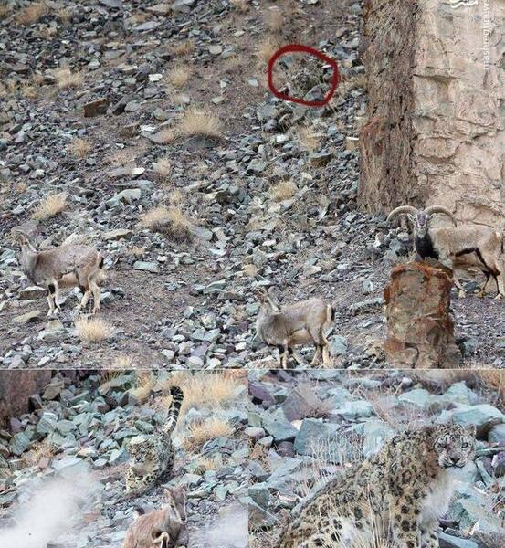 عکس پلنگ شکار شده
