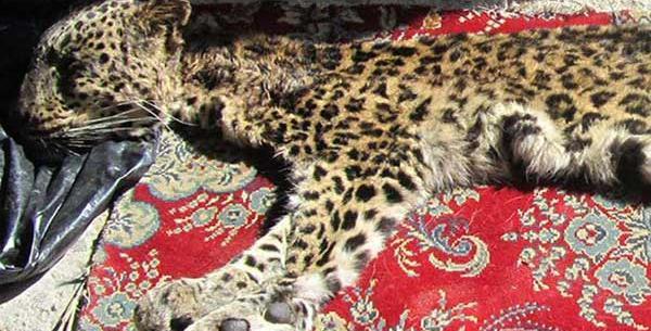 عکس پلنگ شکار شده