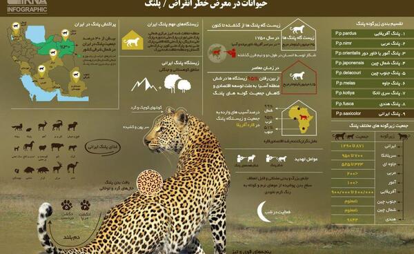 عکس پلنگ عربی