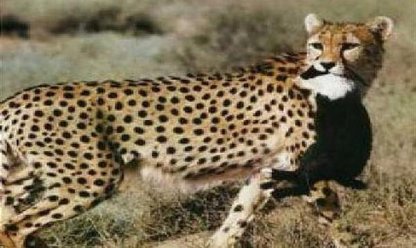 عکس پلنگ عربی