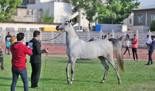 عکس اسب عرب ایرانی