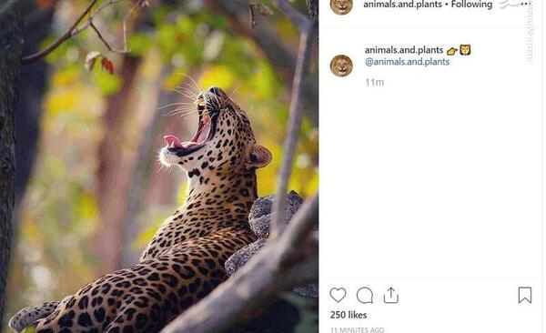 عکس پلنگ استقلالی