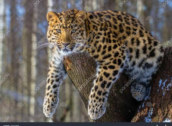 عکس پلنگ آمور