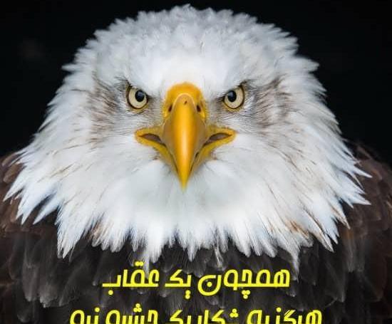 عکس عقاب زن