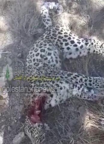 عکس پلنگ گلستان