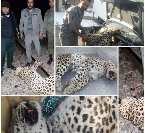 عکس پلنگ تهران