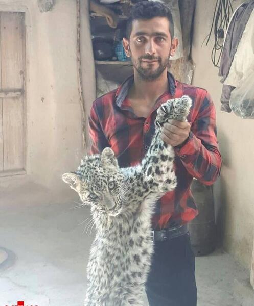 عکس پلنگ تهران