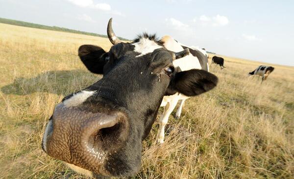 عکس گاو و
