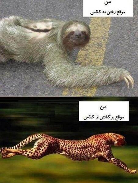 عکس باحال حیوانات خنده دار