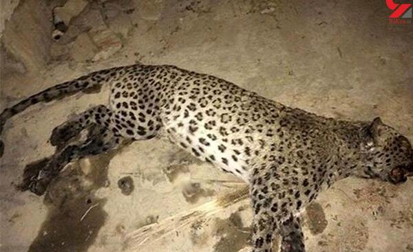 عکس پلنگ در فال قهوه