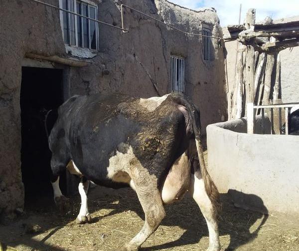 عکس گاو سمینتال شیری