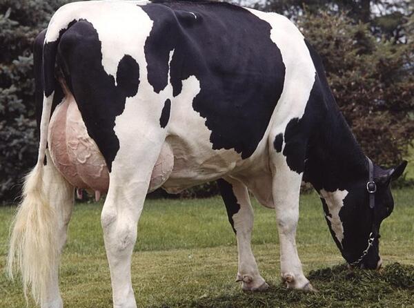 عکس گاو سمینتال شیری