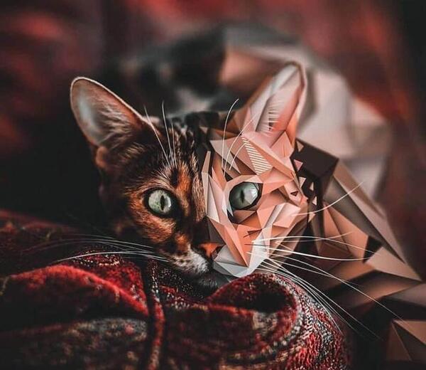 عکس گربه کوچک برای پروفایل