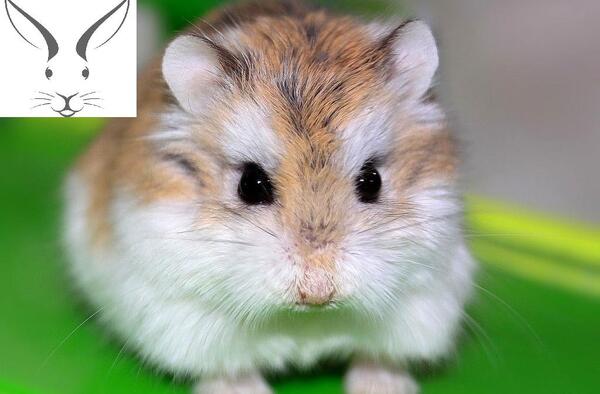 عکس از همستر های زیبا