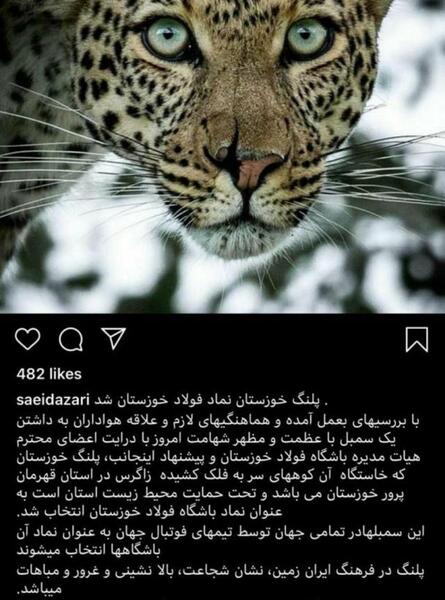 عکس پلنگ مازندران معمولی قهرمان