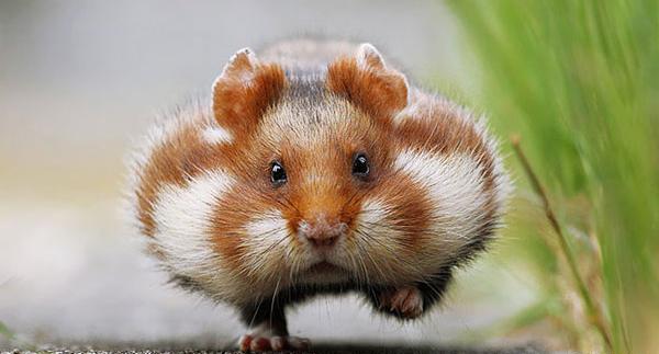 عکس همستر قشنگ