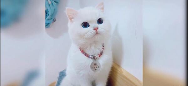عکس بچه گربه گوگولی