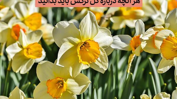 عکس گل نرگس و پروانه