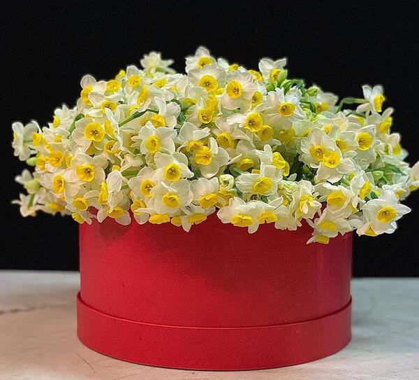 عکس گل نرگس و پروانه