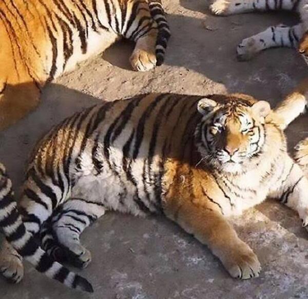 عکس پلنگ چین