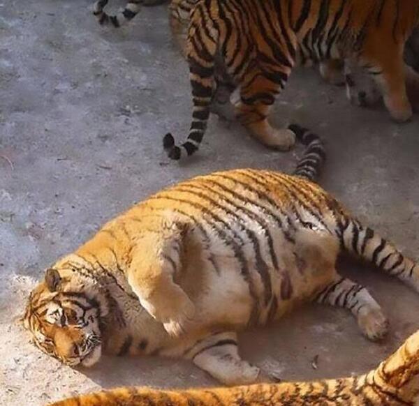 عکس پلنگ چین