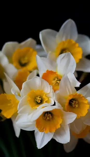 عکس گل نرگس با زمینه مشکی