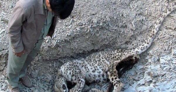 عکس پلنگ جهان