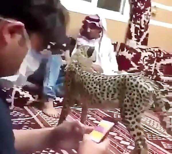 عکس پلنگ خانگی