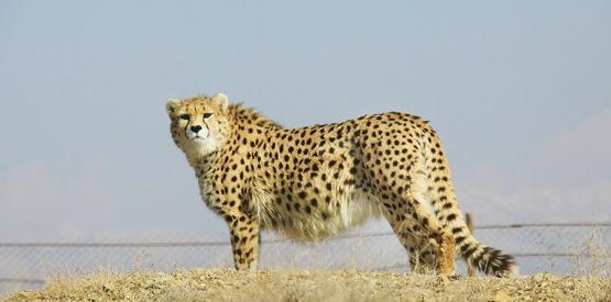 عکس پلنگ آتشین