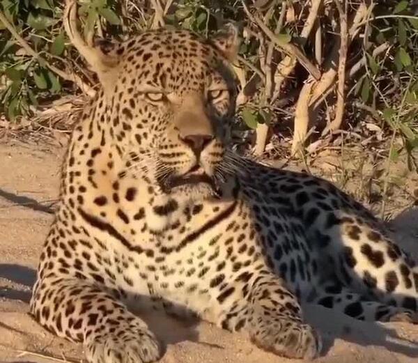 عکس غرش پلنگ