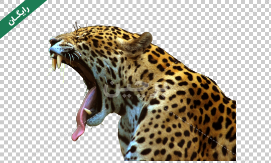 عکس غرش پلنگ