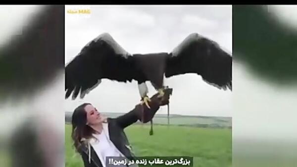 عکس عقاب جهان