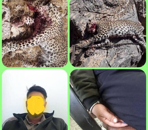 عکس پلنگ قاتل