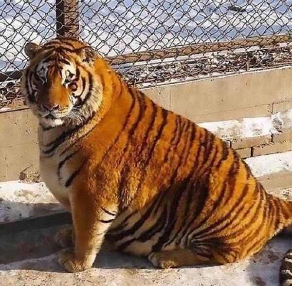 عکس پلنگ نارنجی