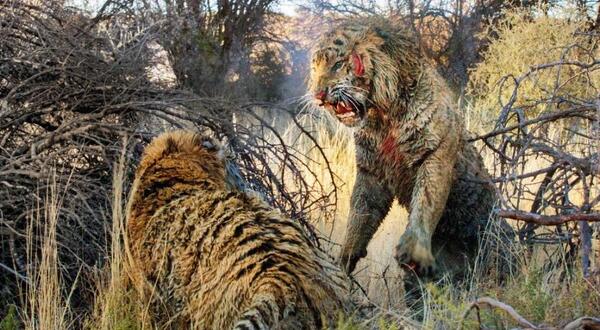 عکس پلنگ جنگی