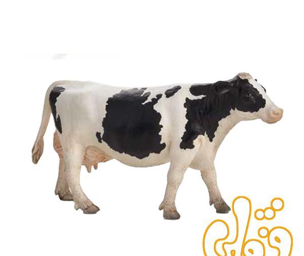 عکس گاو قیمت