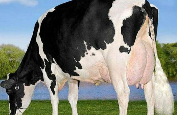 عکس گاو قیمت