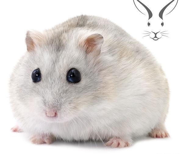 عکس همستر فشن
