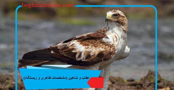عکس شاهین با عقاب