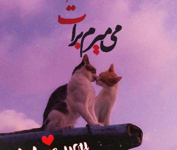 عکس گربه برای پروفایل عاشقانه