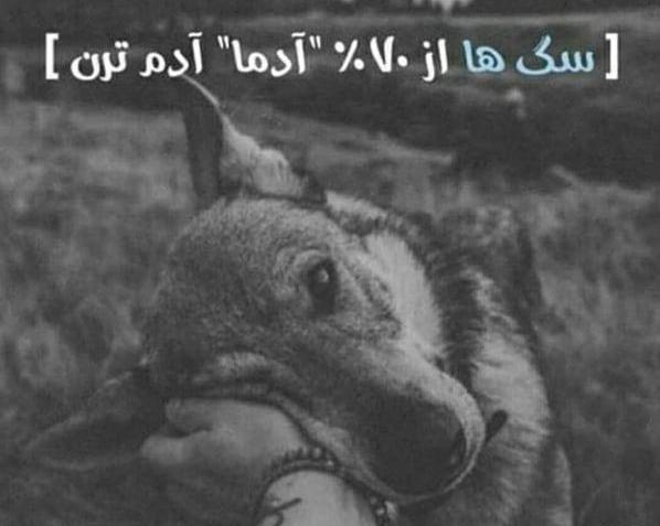 عکس سگ برای پروفایل نوشته